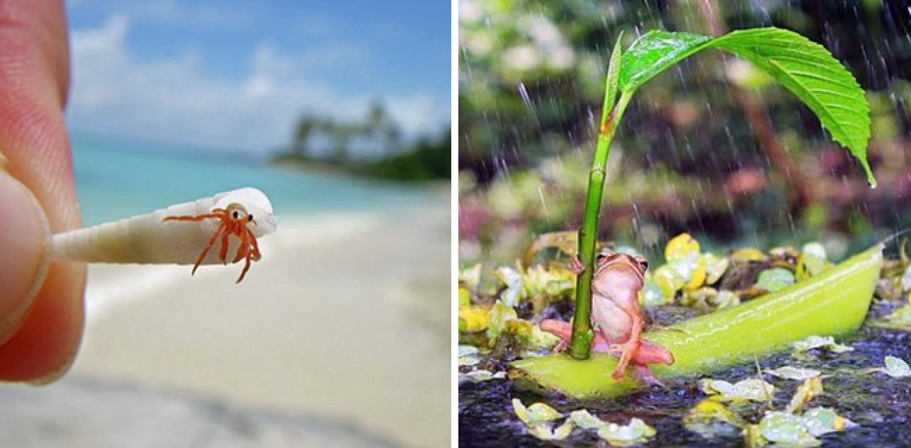 fotos de animais capa