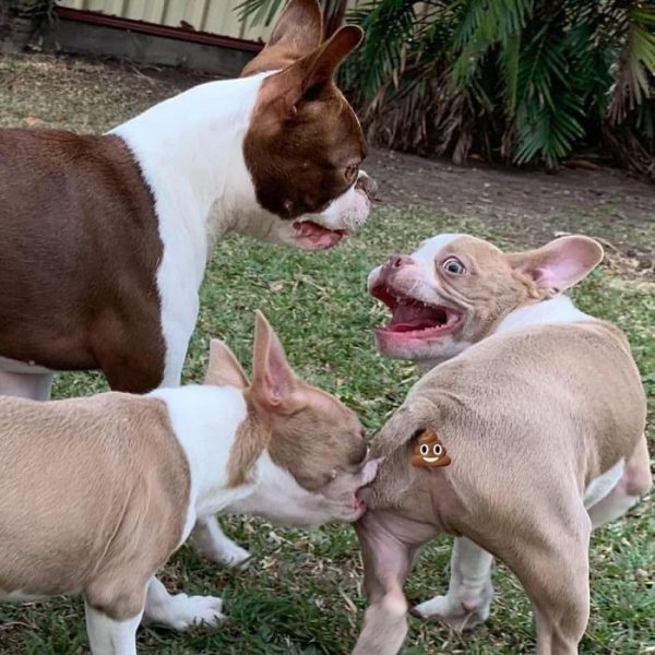 fotos hilárias de cães 03