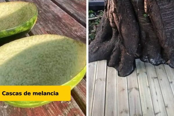 fotos para acalmar capa