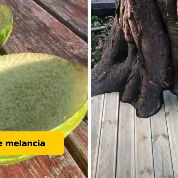fotos para acalmar capa