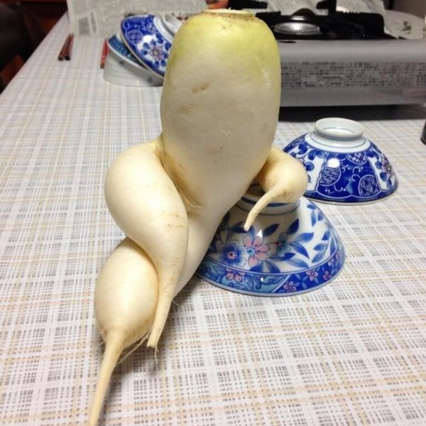 frutas e vegetais 16