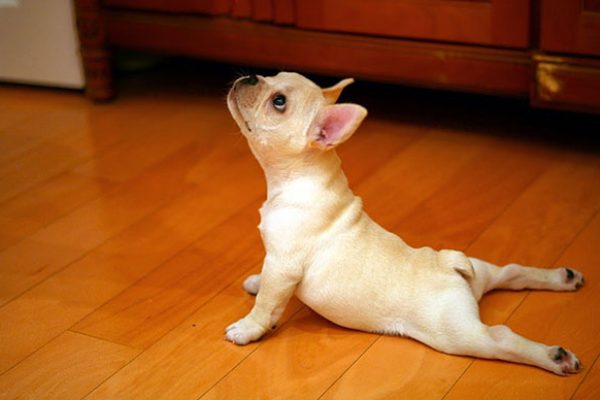 funny-animals-doing-yoga-2