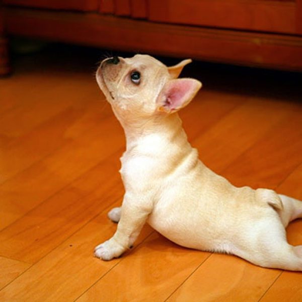 funny-animals-doing-yoga-2