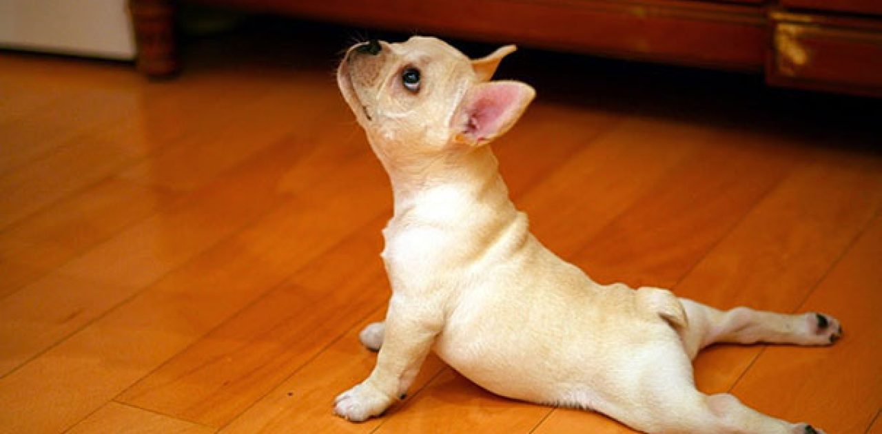 funny-animals-doing-yoga-2