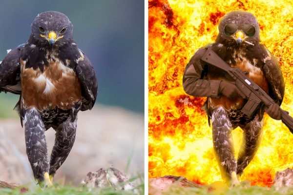 funny-hawk-photoshop-battle-fb