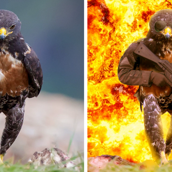 funny-hawk-photoshop-battle-fb