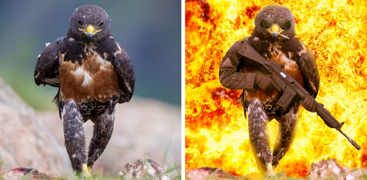 funny-hawk-photoshop-battle-fb