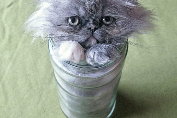 funny-liquid-cats-6