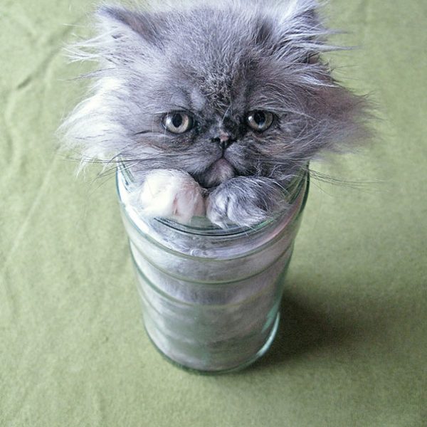 funny-liquid-cats-6