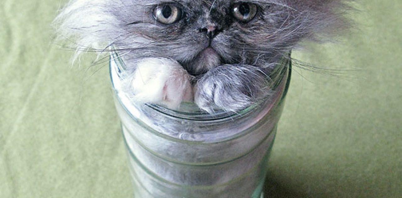 funny-liquid-cats-6