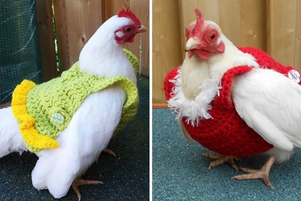 galinhas com suéter capa