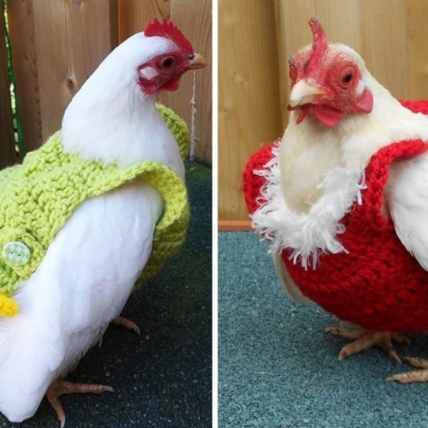 galinhas com suéter capa