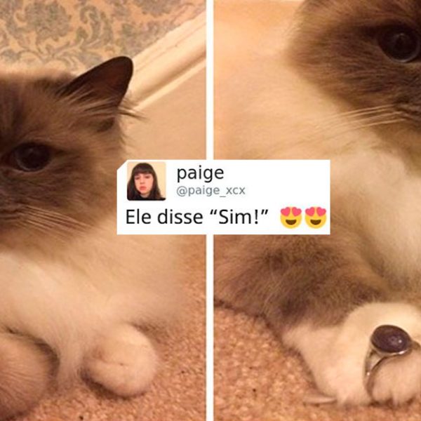 gatinho