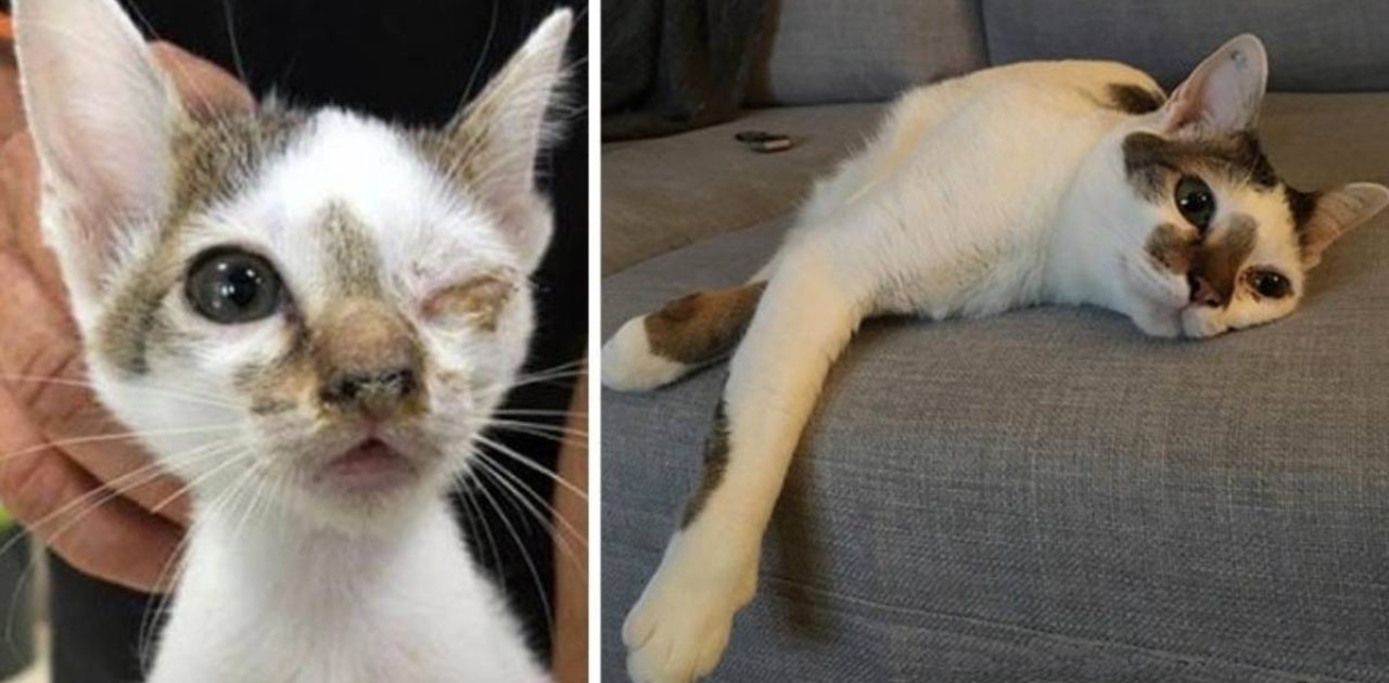 gatinhos adotados capa