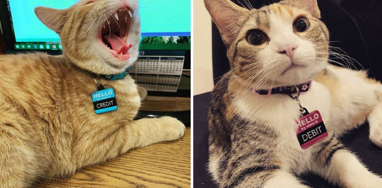 gatinhos débito e crédito capa