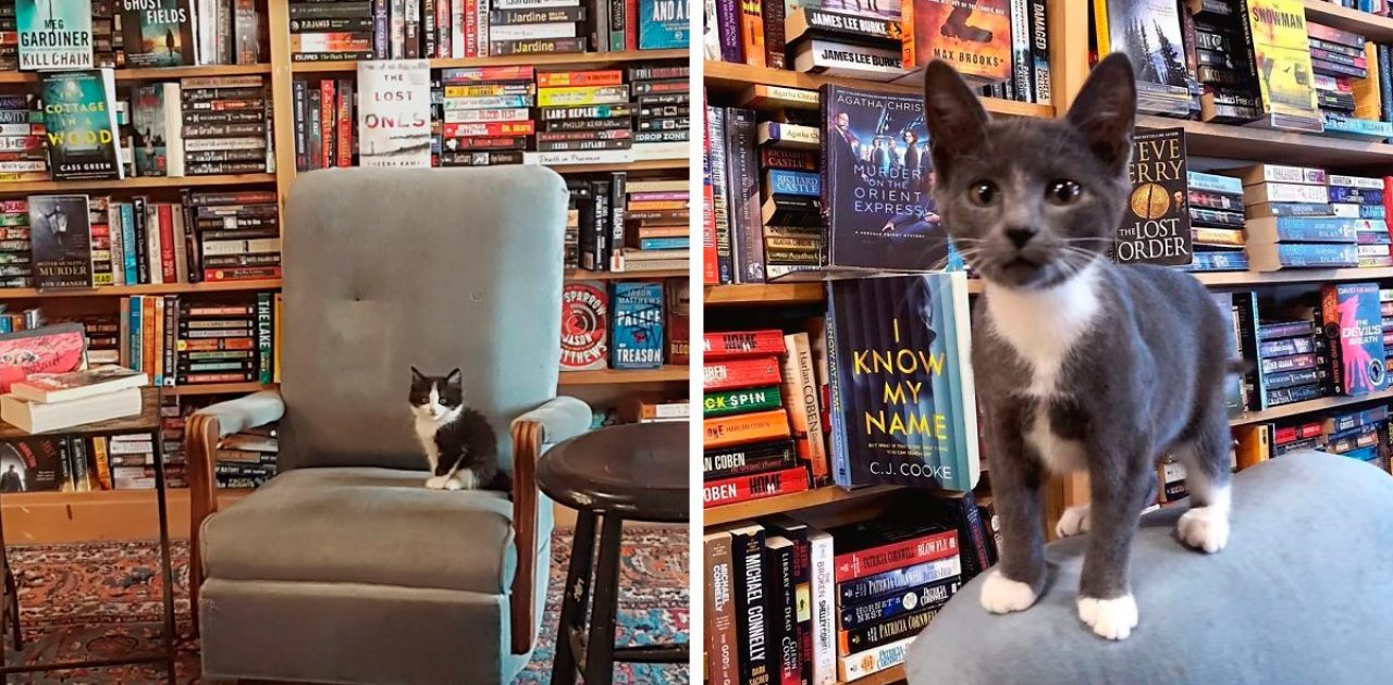 gatinhos na biblioteca