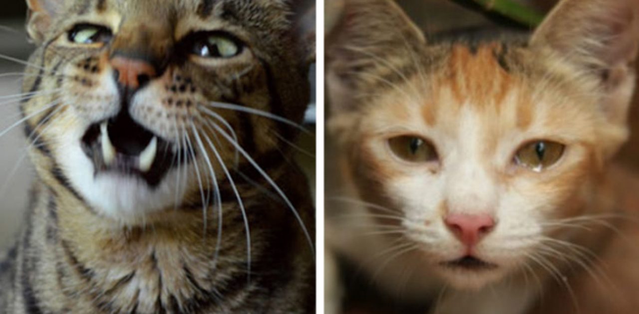gato alérgico capa