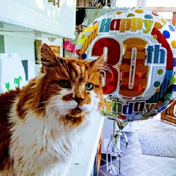 gato com 30 anos capa