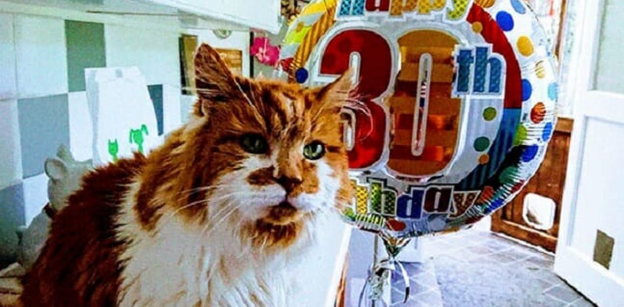 gato com 30 anos capa