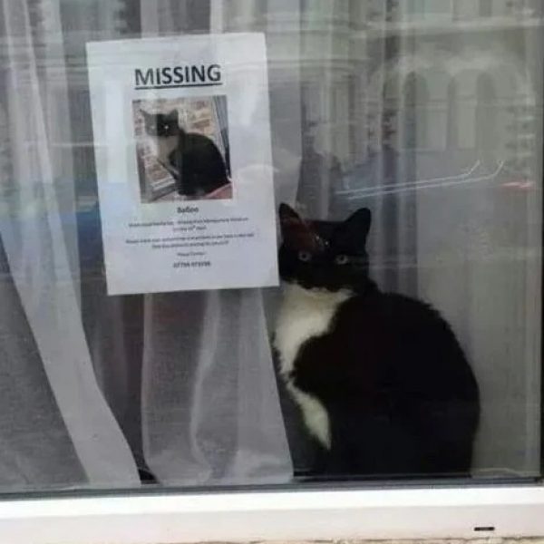 gato desaparecido capa