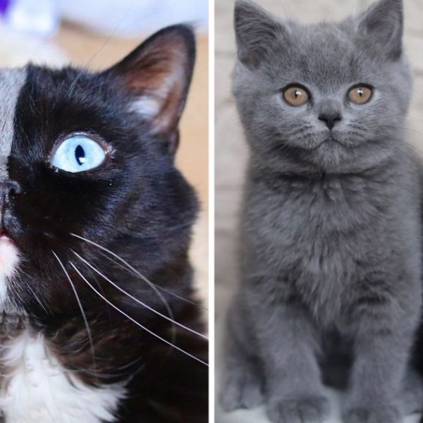 gato duas cores capa