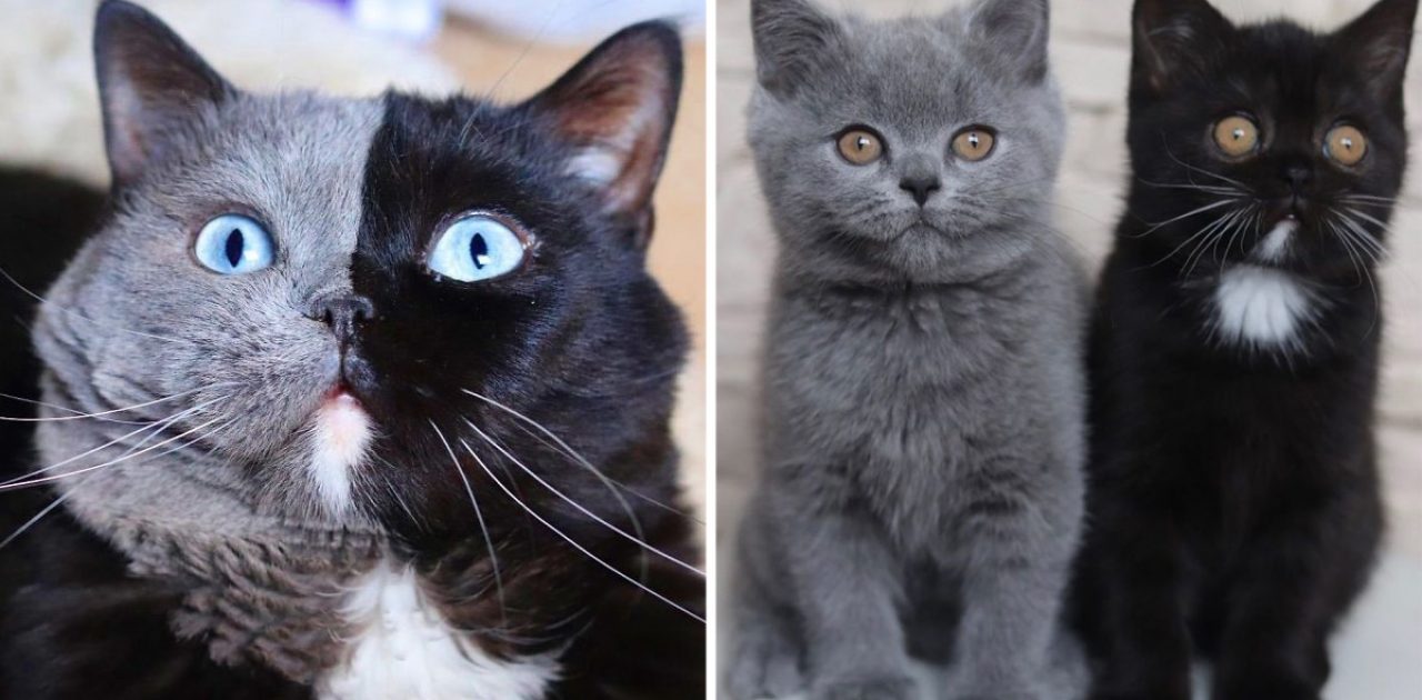 gato duas cores capa