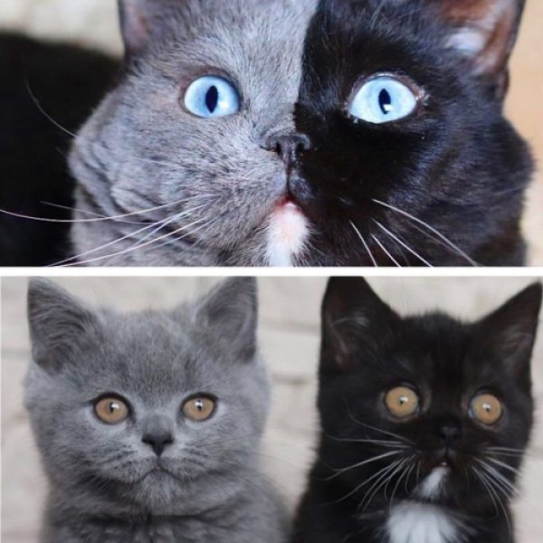 gato duas cores mobile