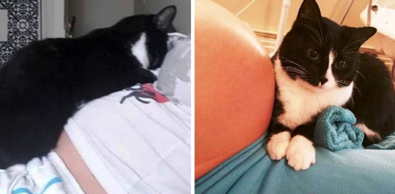 gato e grávida capa