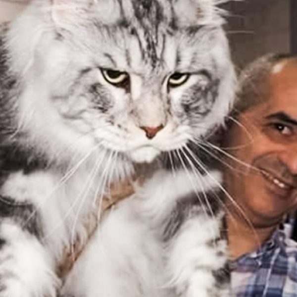 gato gigante capa