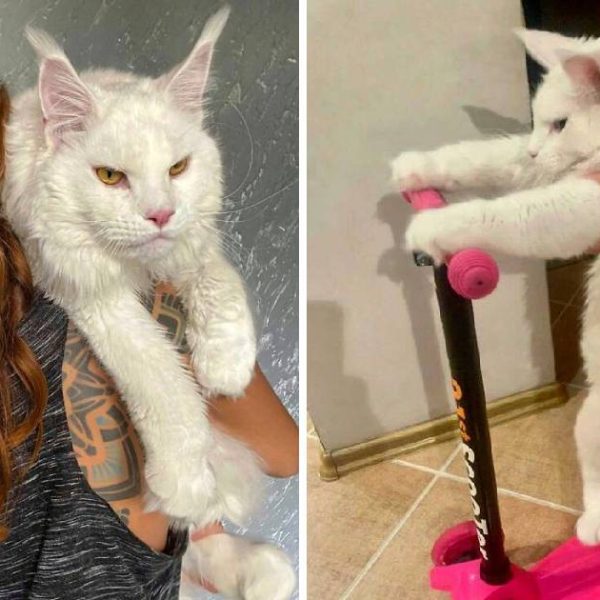 gato gigante capa