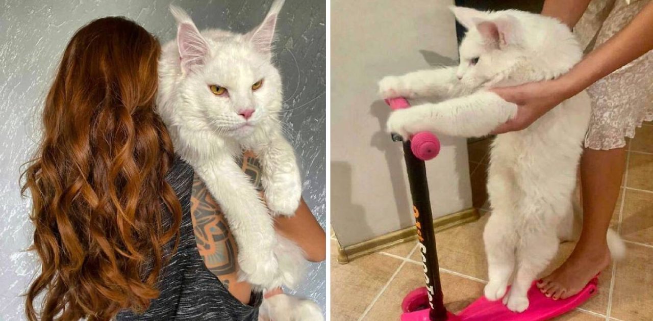 gato gigante capa