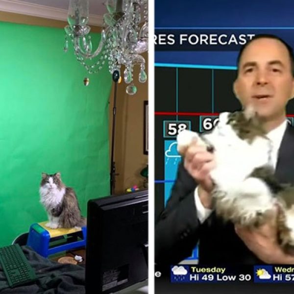 gato meteorologista capa