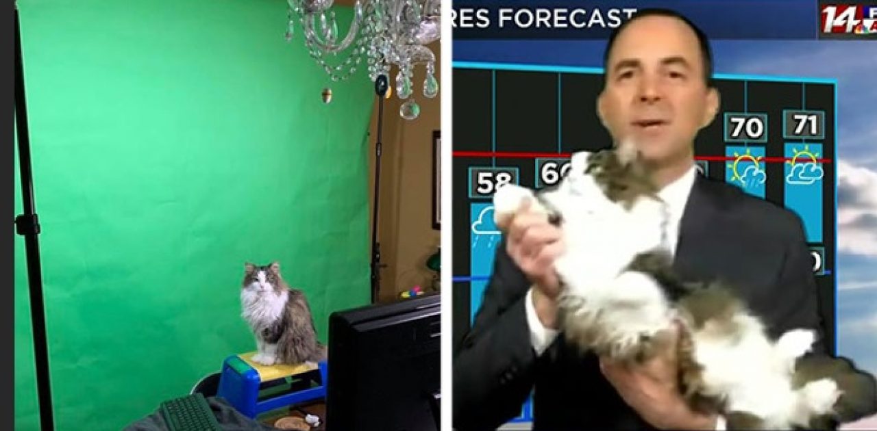 gato meteorologista capa