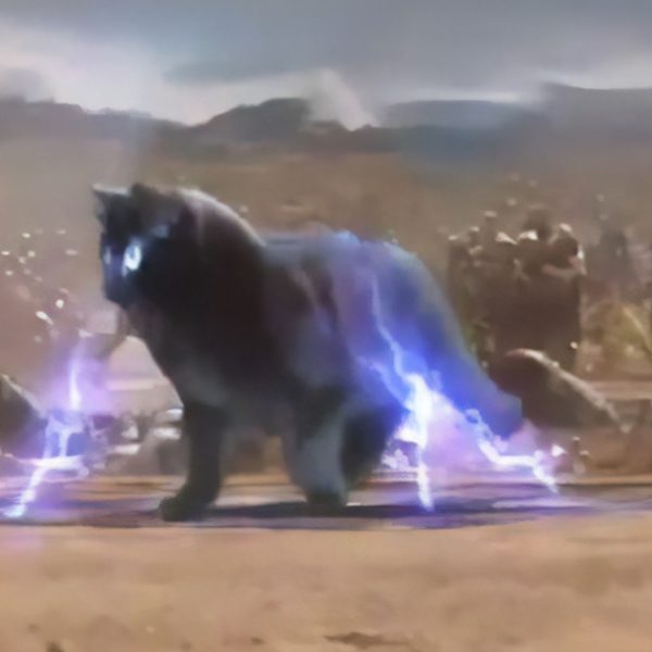gato nos filmes capa