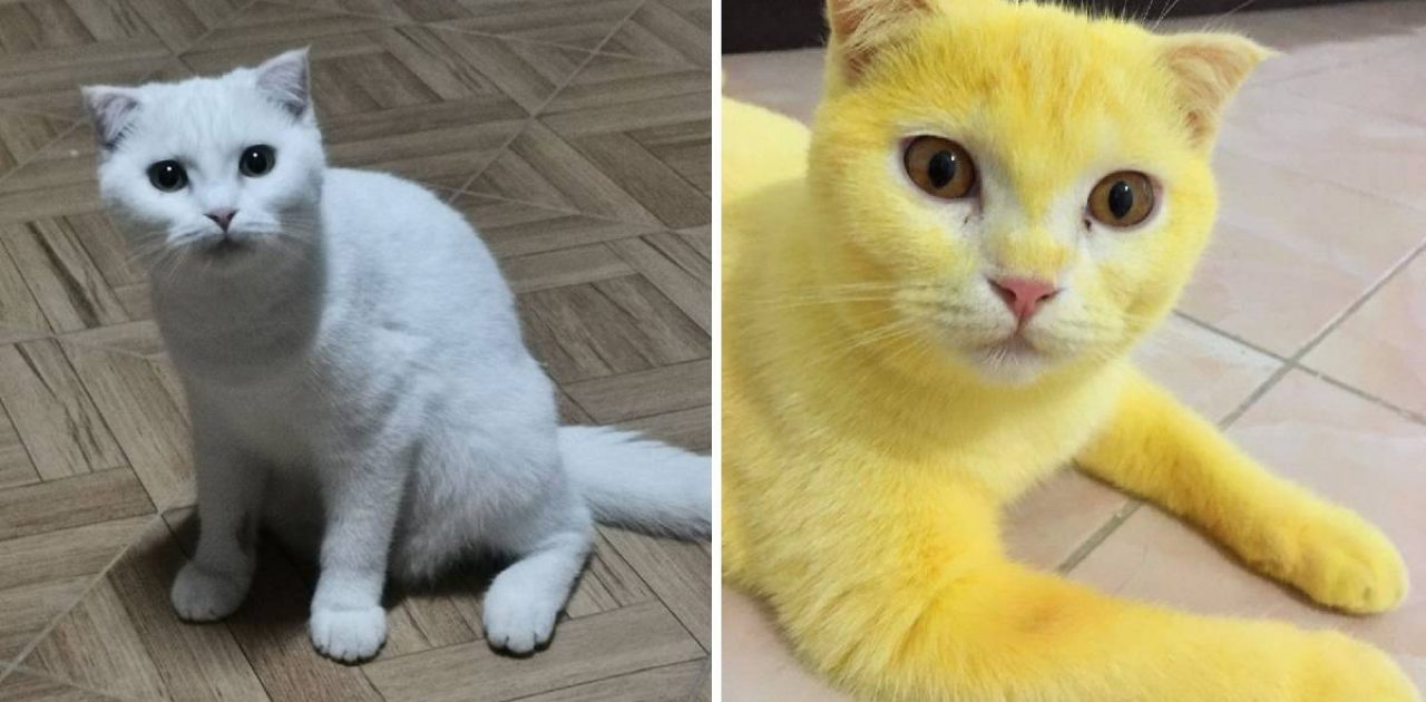gato pikachu capa