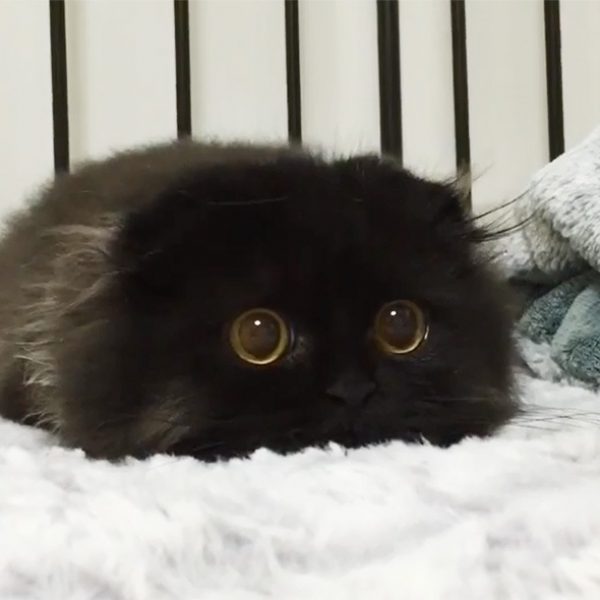 gato preto 17