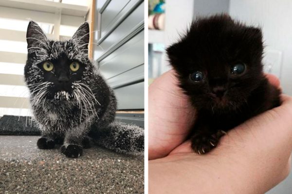 gato preto capa