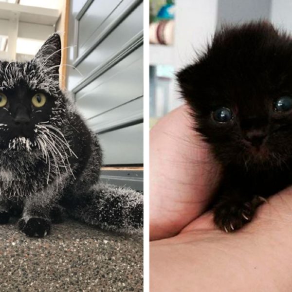 gato preto capa