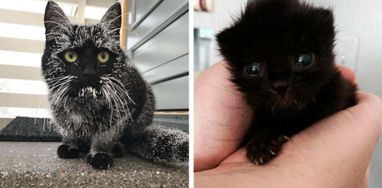 gato preto capa