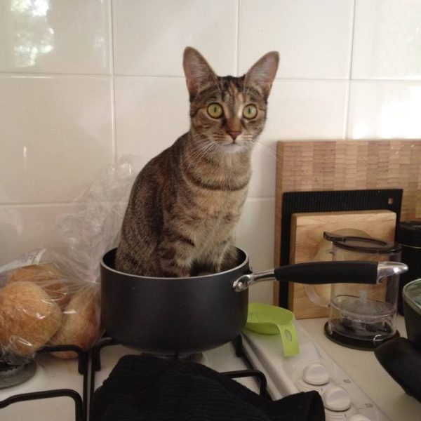 gatos 03