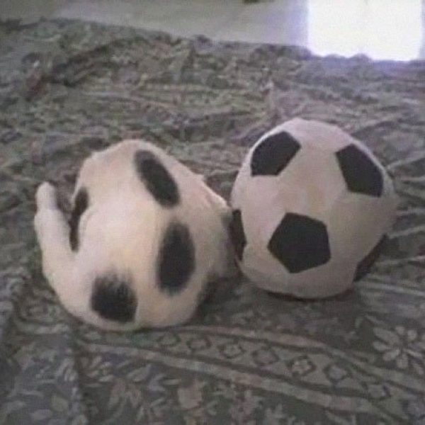 gatos 12