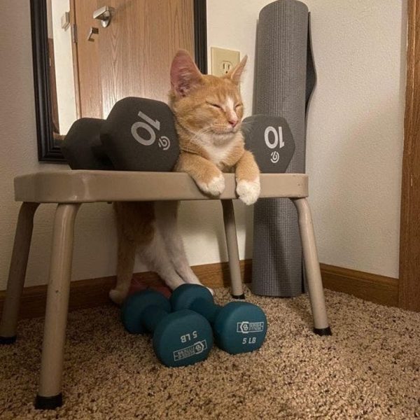 gatos confortáveis 15