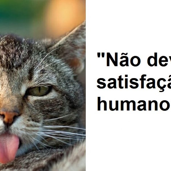 gatos fingidos capa