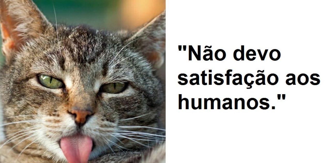 gatos fingidos capa