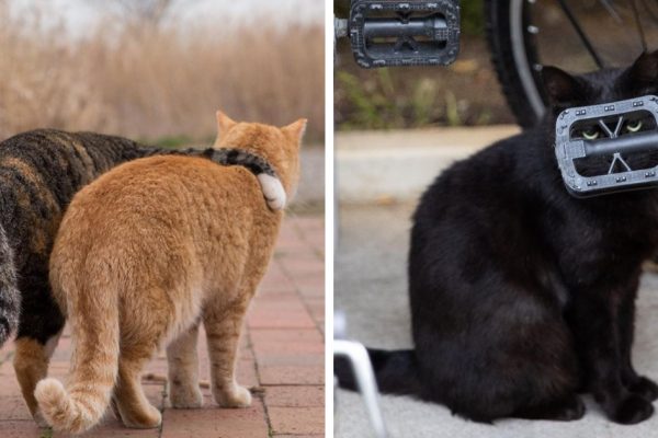 gatos no Japão capa