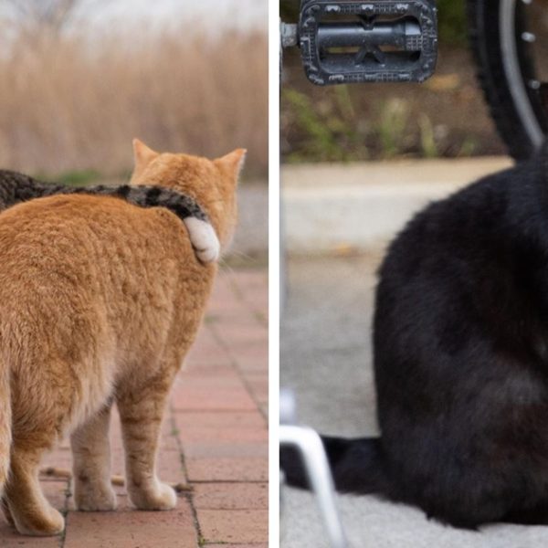 gatos no Japão capa
