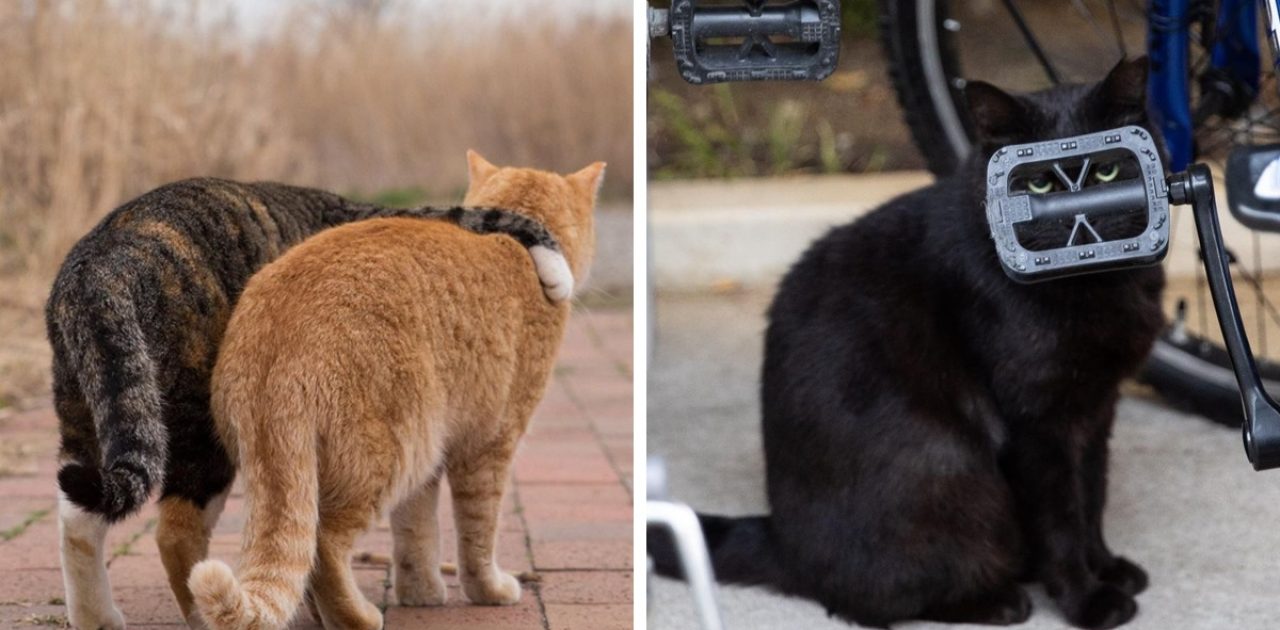 gatos no Japão capa