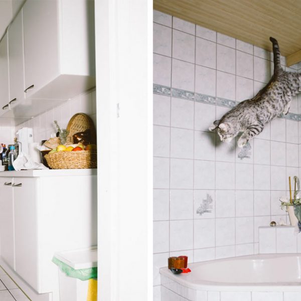gatos-pulando