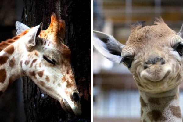 girafas dormem capa