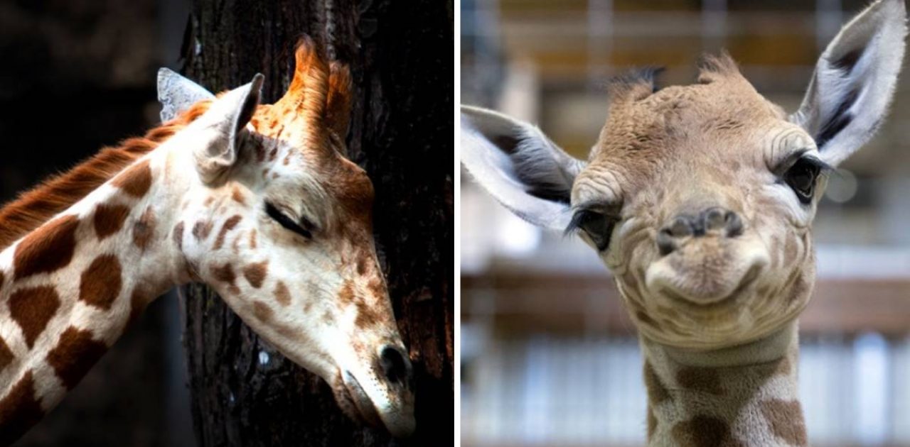 girafas dormem capa